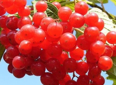 Калина, легенды о калине, бесплатно