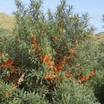 Hippophea rhamnoides
